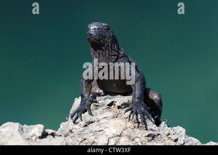 Un jeune iguane marin (Amblyrhynchus cristatus) debout sur une roche de lave, parc national des Îles Galapagos, l'île Isabela, Galapagos, Equateur Banque D'Images