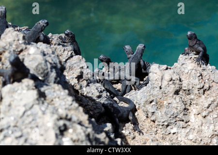 Plusieurs jeunes iguane marin (Amblyrhynchus cristatus) debout sur une roche de lave, parc national des Îles Galapagos, l'île Isabela, Galapagos, Equateur Banque D'Images