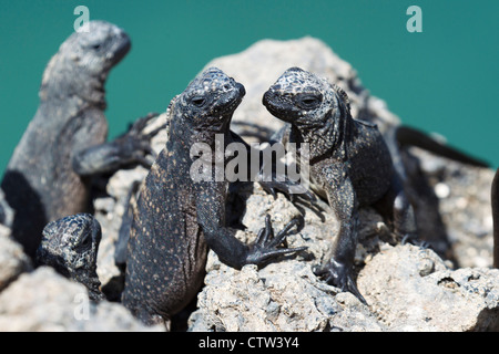 Plusieurs jeunes iguane marin (Amblyrhynchus cristatus) debout sur une roche de lave, parc national des Îles Galapagos, l'île Isabela, Galapagos, Equateur Banque D'Images