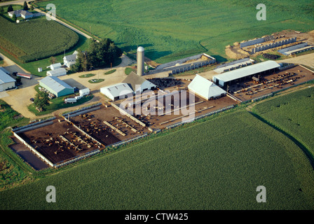 Vue aérienne de bovins de boucherie en parc d'engraissement d'agriculteurs de l'ouest / DE CLINTON, IOWA Banque D'Images