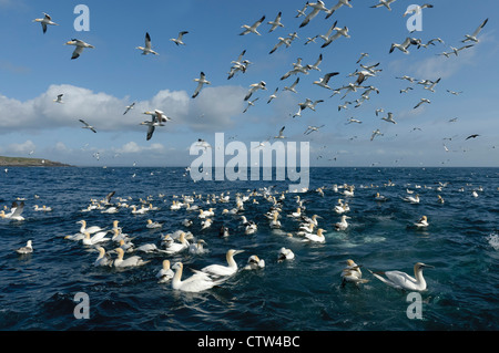 Troupeau d'alimentation de fous de bassan (Morus bassanus) près de l'île de Noss national nature reserve dans l'Îles Shetland. Banque D'Images