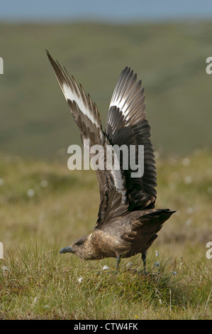 Affichage de l'extension territoriale grand labbe ou 'bonxie' (Stercorarius skua). Îles Shetland. De juin. Banque D'Images