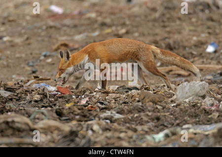 Le renard roux (Vulpes vulpes) à l'évacuation du site d'enfouissement dans l'Essex. Août 2011. Banque D'Images