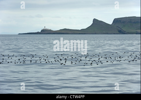 Série de puffins des Anglais (Puffinus puffinus) sur la surface de la mer près de 38 Point, l'Écosse. Juin 2011. Banque D'Images