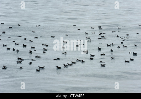 Série de puffins des Anglais (Puffinus puffinus) sur la surface de la mer près de 38 Point, l'Écosse. Juin 2011. Banque D'Images