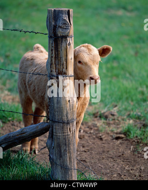 EXCELLENT ROUGE ANGUS X CHAROLAIS VEAU mâtiné d'une clôture permanente / BLACK HILLS, RÉGION OUEST DU DAKOTA DU SUD Banque D'Images