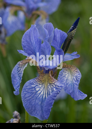 Iris sibirica, Royal Botanic Gardens, Édimbourg Banque D'Images