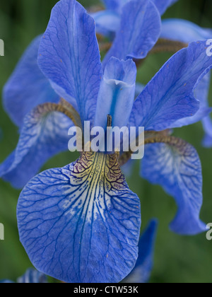 Iris sibirica, Royal Botanic Gardens, Édimbourg Banque D'Images