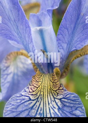 Iris sibirica, Royal Botanic Gardens, Édimbourg Banque D'Images