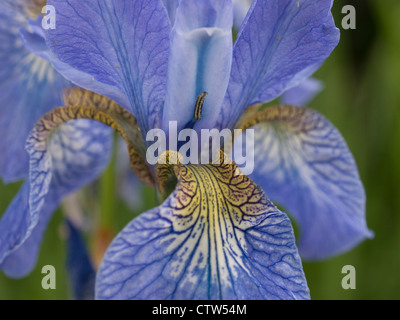 Iris sibirica, Royal Botanic Gardens, Édimbourg Banque D'Images