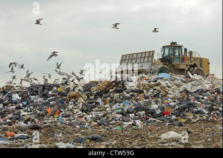 Goélands charognards au site d'enfouissement Pitsea dans l'Essex. Août 2011. Banque D'Images