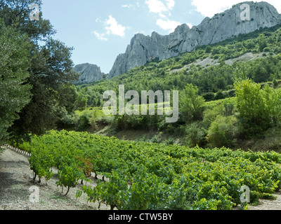 Vignoble dans la région de vin Côte du Rhône dans le sud de la France, ci-dessous les Dentelles de Montmirail les montagnes. Août 2011. Banque D'Images