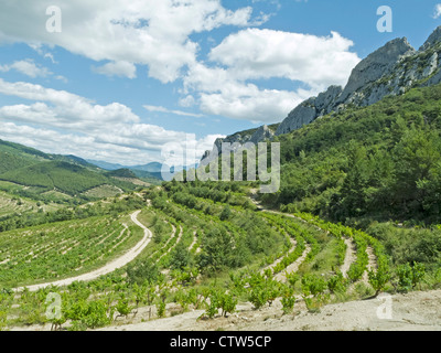 Vignoble dans la région de vin Côte du Rhône dans le sud de la France, ci-dessous les Dentelles de Montmirail les montagnes. Août 2011. Banque D'Images