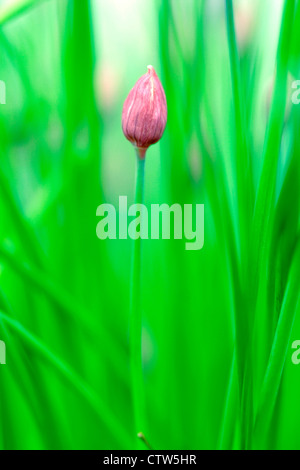 Fleur de ciboulette non ouvert (Allium schoenoprasum), England, UK Banque D'Images