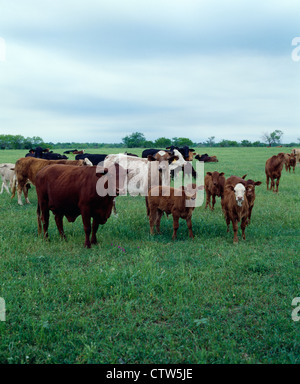 Troupeau de vaches-veaux de boucherie de type SUD MÂTINÉ Banque D'Images