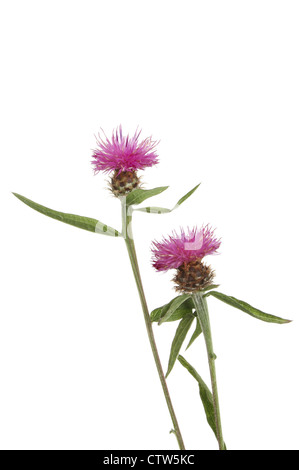 La centaurée commune, Asteraceae Centaurea nigra ( ), fleurs sauvages isolés contre white Banque D'Images