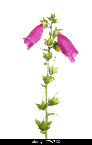 Deux digitale, Digitalis purpurea, fleurs et les coupelles de semences sur une tige isolés contre white Banque D'Images
