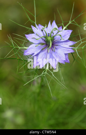 Nigella damascena persian - Jewel dans fleur, England, UK Banque D'Images