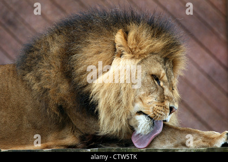 Un lion au Zoo de Colchester de toilettage. Banque D'Images