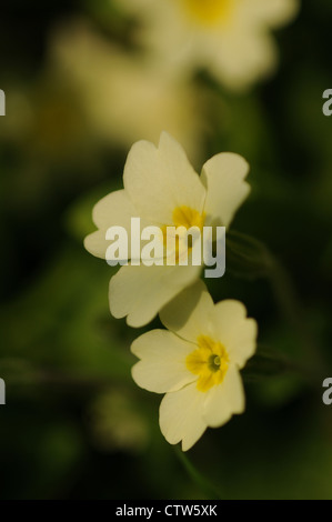 Primrose Primula vulgaris, fleurs de printemps jaune pâle. Banque D'Images