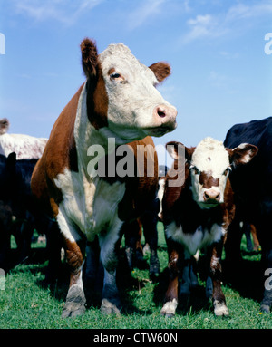 CLOSE-UP DE VACHE ET VEAU Hereford croisés / IOWA Banque D'Images