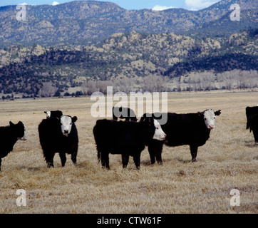 400-500 LB. BALDY BOUVILLONS NOIR Banque D'Images