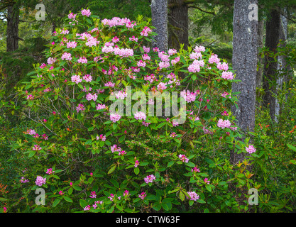 Rhododendron macrophyllum fleurir dans une forêt de pins en forêt nationale de Siuslaw, Oregon - Oregon Dunes National Recreation Area Banque D'Images