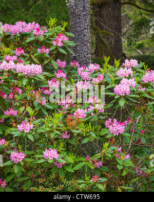 Rhododendron macrophyllum fleurir dans une forêt de pins en forêt nationale de Siuslaw, Oregon - Oregon Dunes National Recreation Area Banque D'Images