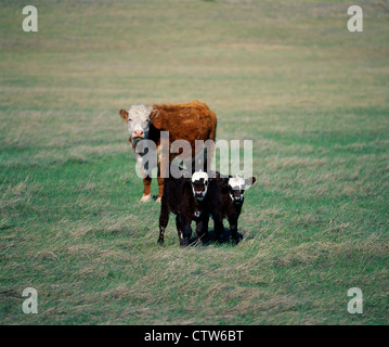 Paire de noir excellent BALDY VEAUX debout côte à côte avec des vaches Hereford DANS CONTEXTE / DAKOTA DU SUD Banque D'Images