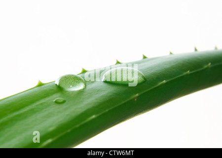 Close up macro de gouttes d'eau sur la feuille d'Aloe Vera vert isolé sur fond blanc avec l'exemplaire de l'espace. Banque D'Images