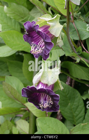 Cathedral Bell Flower, Cobaea scandens, Polémoniacées. Amériques tropicales. Aka Bat Fleur, Batflower ou Tasse et soucoupe Vine. Banque D'Images