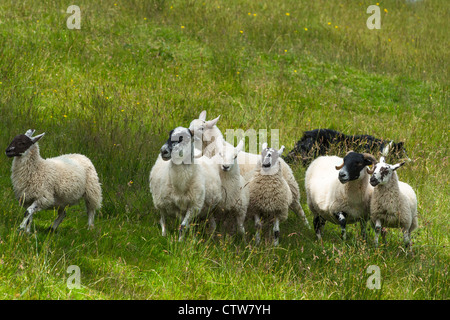 L'élevage de moutons sur le bord du village de Carrick dans le sud de Donegal, en République d'Irlande. Banque D'Images