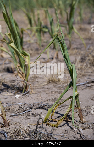 Rod Berning n'a récolte de maïs Modoc, Kansas. Les tiges de maïs devrait avoir augmenté d'environ six pieds de haut par ce temps en juillet. Banque D'Images