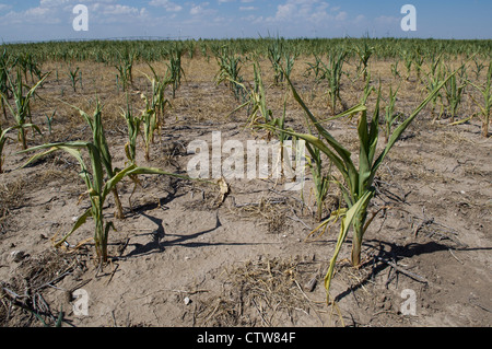 Rod Berning n'a récolte de maïs Modoc, Kansas. Les tiges de maïs devrait avoir augmenté d'environ six pieds de haut par ce temps en juillet. Banque D'Images