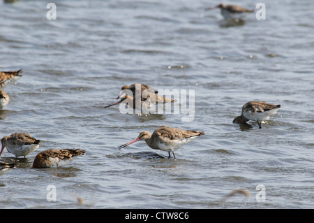 Un petit troupeau de barges à queue noire (Limosa limosa) se nourrissant dans l'eau à la Réserve Naturelle des Marais d'OARE, Kent. Mai. Banque D'Images