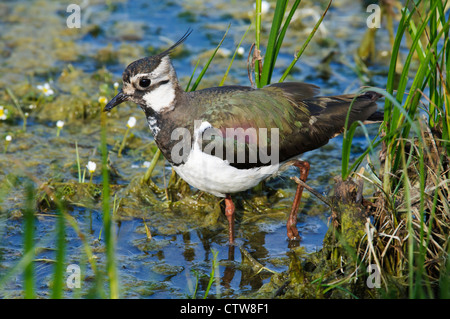 Un sociable (Vanellus vanellus) pataugeant dans une piscine avec de l'eau saumâtre de floraison (Ranunculus baudotii-crowfoot Elmley) Banque D'Images