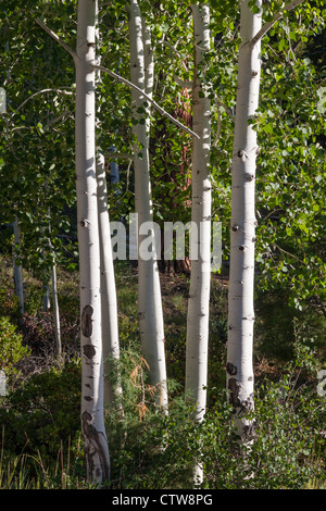 Troncs d'Aspen dans le parc national de Bryce Canyon dans l'Utah. Banque D'Images