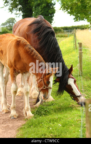 Shire horses in field Banque D'Images