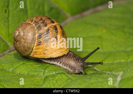 Un escargot (Cornu aspersum) sur une feuille, à Goring-on-Thames, Oxfordshire du sud. Mai. Banque D'Images