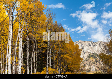 Couleur d'automne avec les Aspens tournant - le long de la route de Kebler Pass dans le Colorado. Banque D'Images