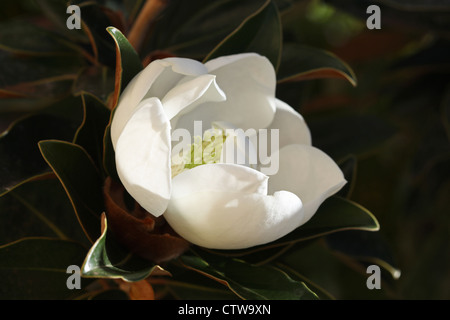 Fleur de Magnolia blanc avec un centre de chaux qui est entouré de verdure sur un arbre à Maui. Banque D'Images