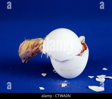 L'ÉCLOSION HY-LINE Leghorn blanche POUSSIN COUCHE Banque D'Images