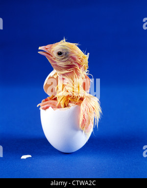 L'ÉCLOSION HY-LINE Leghorn blanche POUSSIN COUCHE / STUDIO Banque D'Images