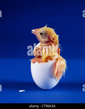 L'ÉCLOSION HY-LINE Leghorn blanche POUSSIN COUCHE / STUDIO Banque D'Images