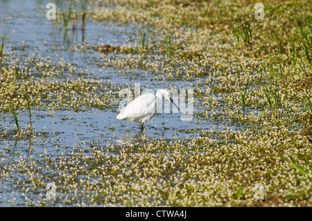 Une aigrette garzette (Egretta garzetta) pataugeant dans un bassin rempli d'eau saumâtre de floraison (Ranunculus baudotii-crowfoot) Banque D'Images