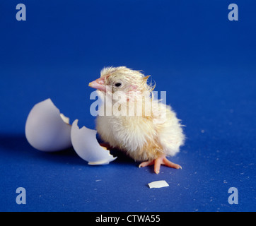 HY-LINE nouvellement éclos Leghorn blanche POUSSIN COUCHE, 1 HEURE DE SHELL / STUDIO Banque D'Images