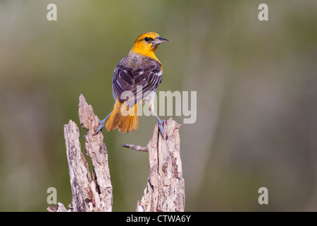 1ère juvénile Printemps Oriole de Bullock, Icterus bullockii, essayant de garder au frais pendant un été chaud sur un ranch dans le sud du Texas. Banque D'Images