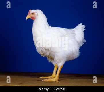 HUBBARD CROSS BROILER, 8 SEMAINE / NEW YORK de poulettes Banque D'Images