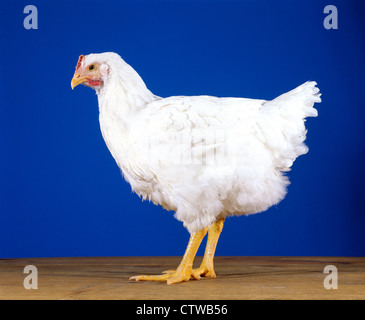 HUBBARD CROSS BROILER, 8 SEMAINE / NEW YORK de poulettes Banque D'Images