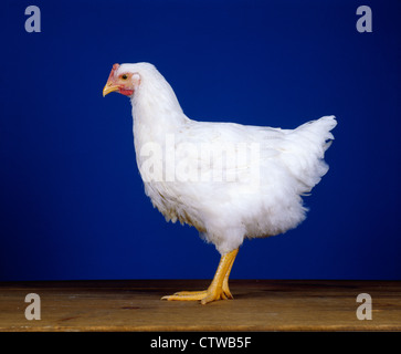 HUBBARD CROSS BROILER, 8 SEMAINE / NEW YORK de poulettes Banque D'Images